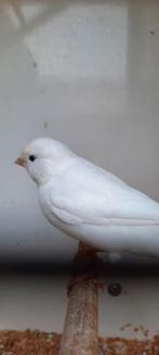 Kanarieman wit van 2025., Mannelijk, Kleurkanarie