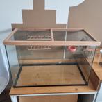 Glazen hok / terrarium voor kleine knaagdieren, Dieren en Toebehoren, Gebruikt, Hamster, Hok, 75 tot 110 cm