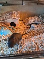 2 zwarte Gerbil vrouwtjes, Dieren en Toebehoren, Knaagdieren, Augustus, Vrouwelijk, Overige typen