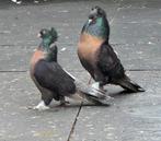 Takla miro, Dieren en Toebehoren, Vogels | Duiven, Tuimelaar of Roller