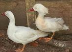 Span witte manderijnen, Meerdere dieren, Eend