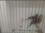 Mexicaanse roodmussen, Meerdere dieren