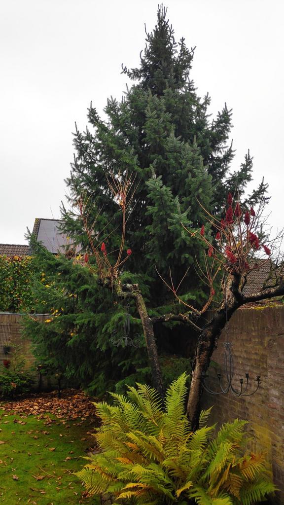 Grote Kerstboom, Diversen, Kerst, Ophalen