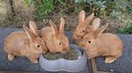 Konijnen, Dieren en Toebehoren, Konijnen, Meerdere dieren, Middelgroot, 0 tot 2 jaar
