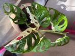 Monstera Adansonii Aurea Variegata, Minder dan 100 cm, Groene kamerplant, Groenteplant, Halfschaduw