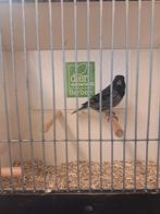 Super mooie bastaard mannen, Dieren en Toebehoren, Vogels | Overige Vogels, Mannelijk, Wildzangvogel