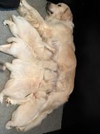 Super lieve Golden Retriever puppys te koop, Dieren en Toebehoren, Golden retriever, 8 tot 15 weken, Meerdere, Meerdere dieren