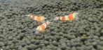 Crystal Red Garnalen, Fire Rili, Blue Dream en Vuurgarnaal, Kreeft, Krab of Garnaal, Zoetwatervis, Schoolvis