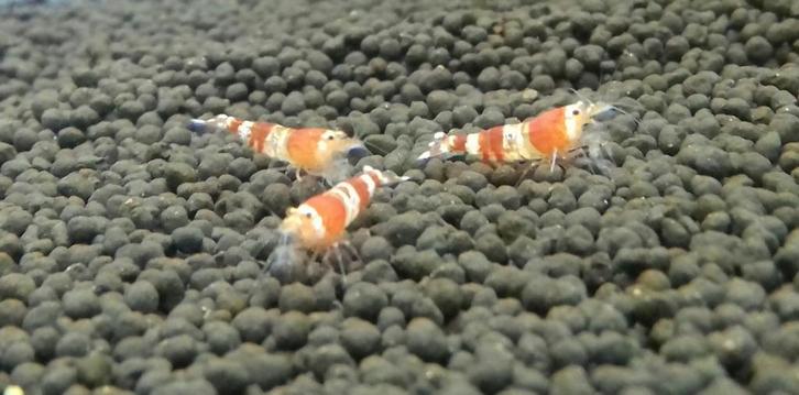 Crystal Red Garnalen, Fire Rili, Blue Dream en Vuurgarnaal, Dieren en Toebehoren, Vissen | Aquariumvissen, Zoetwatervis, Kreeft, Krab of Garnaal