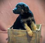 ️ Prachtige duitse herder pups ️, Parvo, 8 tot 15 weken, Meerdere, Meerdere dieren