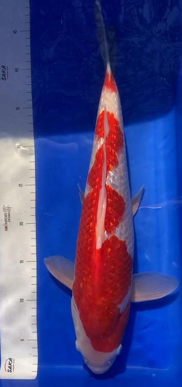 Japanse koi vanaf 1,- p cm Diverse soorten en kwaliteit beschikbaar voor biedingen