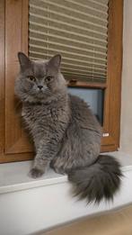 Britse laanghaar dekkater, Dieren en Toebehoren, Katten en Kittens | Dekkaters