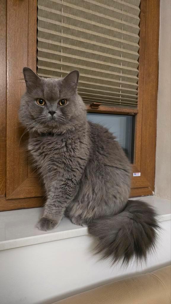 Britse laanghaar dekkater, Dieren en Toebehoren, Katten en Kittens | Dekkaters