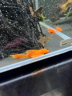 Ancistrus super red longfin / algeneter / aquariumvissen, Vis, Zoetwatervis