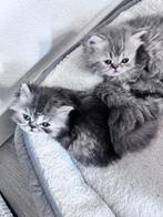 Langharig Perzisch kittens, Dieren en Toebehoren, Katten en Kittens | Raskatten | Langhaar, Meerdere dieren, Ontwormd