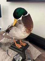 Opgezette eend en fazant, Ophalen, Zo goed als nieuw, Vogel, Opgezet dier
