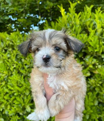 Boomer pups maltezer x shihtzu beschikbaar voor biedingen
