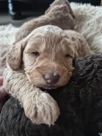 Allerliefste puppies - Australian labradoodle x cockapoo, Dieren en Toebehoren, Overige rassen, 8 tot 15 weken, Parvo, Meerdere