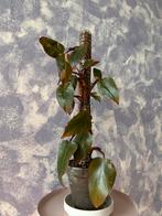 Kamerplant: Philodendron Pink Princess met Mospaal, Ophalen, Overige soorten, Halfschaduw, In pot