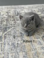 Britse korthaar kittens, Dieren en Toebehoren, Ontwormd, 0 tot 2 jaar, Poes