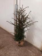 Prachtige Taxus Baccata voor een groene haag vanf €5,00, Ophalen of Verzenden, Taxus, Minder dan 100 cm