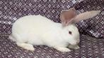 Duitse Reus Agouti Siam ram, Mannelijk, Groot, 0 tot 2 jaar