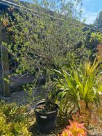 Olijfboom/ Olea europaea, Tuin en Terras, Planten | Bomen, Ophalen, Olijfboom