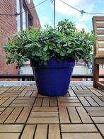 Plant inclusief pot, Ophalen, Bloeit niet, Overige soorten, Volle zon