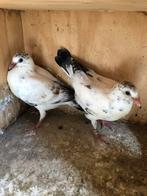 Te koop duiven lijn gert cirkel, Dieren en Toebehoren, Vogels | Duiven, Meerdere dieren, Postduif