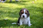 Prachtige Beagle pups, Dieren en Toebehoren, Beagle, CDV (hondenziekte), 8 tot 15 weken, Meerdere dieren
