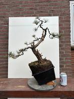 Pre Bonsai Yamadori Grove Den Pinus Sylvestris #4, Tuin en Terras, Planten | Bomen, Minder dan 100 cm, Overige soorten, Ophalen