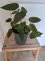 Mooie begonia, Huis en Inrichting, Kamerplanten, Ophalen, Overige soorten, Minder dan 100 cm