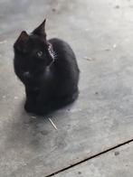 4 lieve boerderij kittens., Poes