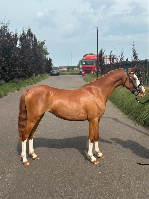 Knappe 3 jarige Welsh B pony’s, Dieren en Toebehoren, Pony's, Merrie, Recreatiepony, 0 tot 2 jaar