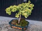 Tuinbonsai bonsai japanse tuin ginko 30+ jaar oud, Volle zon, Vaste plant, Zomer, Ophalen