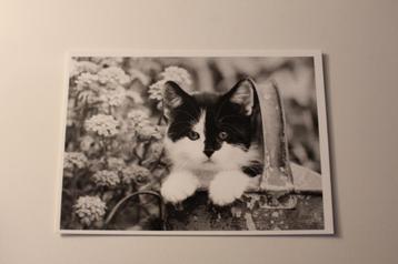 Z/w Katten Postkaart - Zwart witte Poes met Bloemen, France