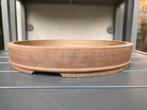 Bonsai schaal William Vlaanderen, Volle zon, Minder dan 100 cm, Zomer, Overige soorten