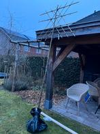 Lei linde (Tilia Europaea), Ophalen, Leiboom, 250 tot 400 cm