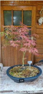Bonsai Acer Palmatum Beni komachi Japanse Esdoorn, Bloeit niet, Halfschaduw, Overige soorten, Minder dan 100 cm
