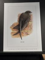 Gierzwaluw - Buzin - prent kunst afmeting 18 x 24 cm, Verzamelen, Verzenden, 1980 tot heden, Zo goed als nieuw, Dier