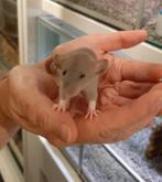 Dwergratjes super lief en super tam., Augustus, Meerdere dieren, Tam