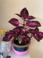 Coleus/Siernetel, Huis en Inrichting, Kamerplanten, Ophalen, Overige soorten, Minder dan 100 cm