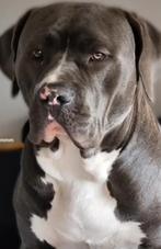 Super lieve Bully, Dieren en Toebehoren, Reu, 1 tot 2 jaar, Bulldog, Meerdere