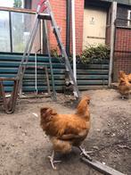 Orpington hanen buff groot, Dieren en Toebehoren, Pluimvee, Mannelijk, Kip