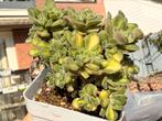 Aeonium lindleyi variegata/pot 7cm/vetplant/succulent, Ophalen of Verzenden, Halfschaduw, Minder dan 100 cm
