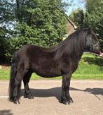 Gezocht: een grote maat Shetlander, Dieren en Toebehoren, Paarden, Gechipt, Niet van toepassing, Dressuurpaard, 3 tot 6 jaar