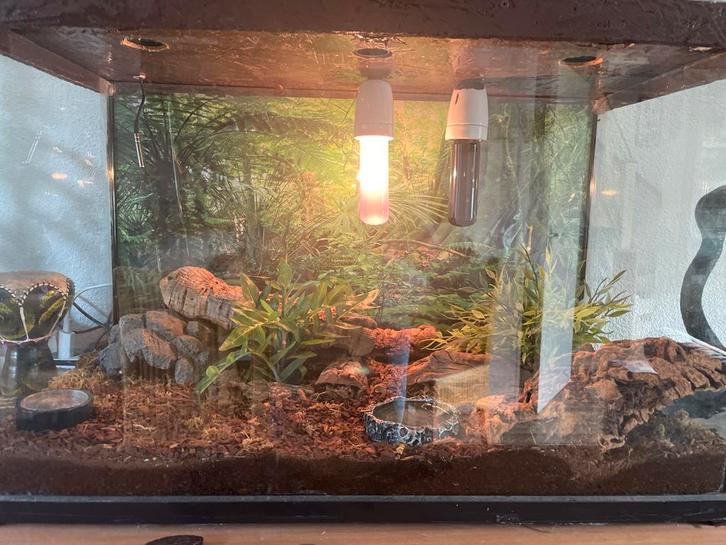 Terrarium met Thaise Bosschorpioen, Dieren en Toebehoren, Reptielen en Amfibieën | Toebehoren, Zo goed als nieuw, Ophalen