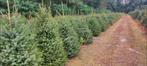 Picea Omorika kerstbomen aangeboden., Ophalen, Overige soorten, Minder dan 100 cm