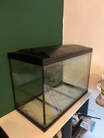 Aquarium 100L, Vis, Zoetwatervis, Schoolvis