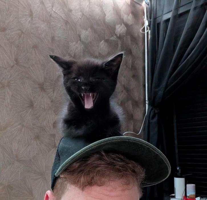 Liefdevol huis gezocht, Dieren en Toebehoren, Katten en Kittens | Overige Katten, Kater